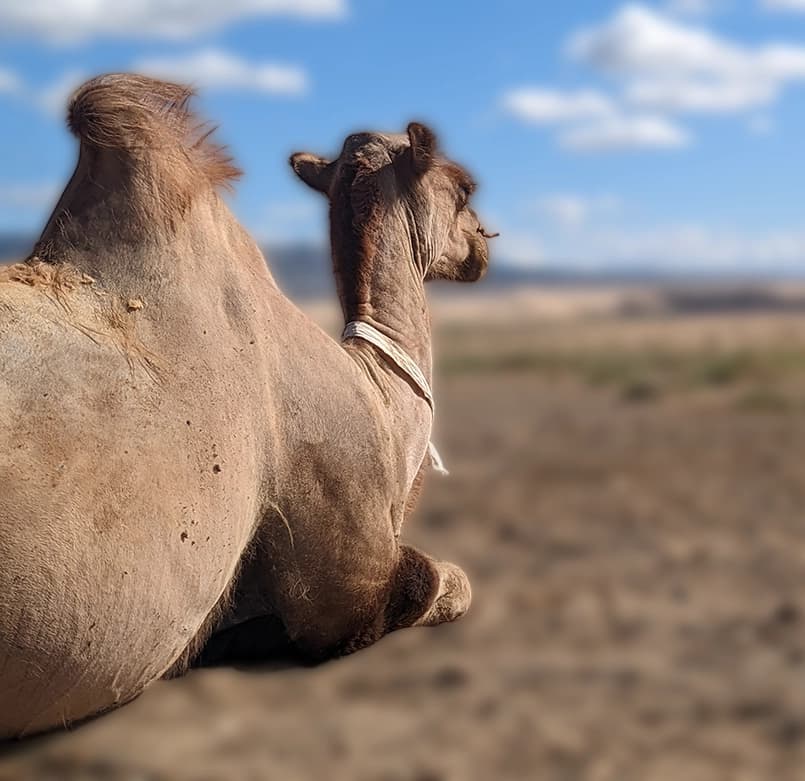 Camel background removed