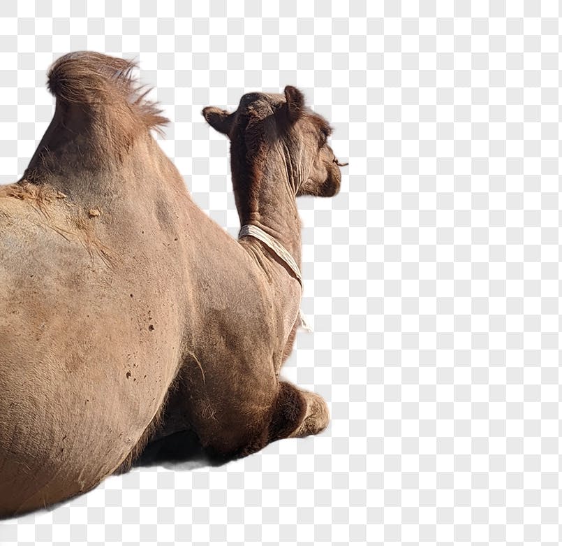 Camel background removed