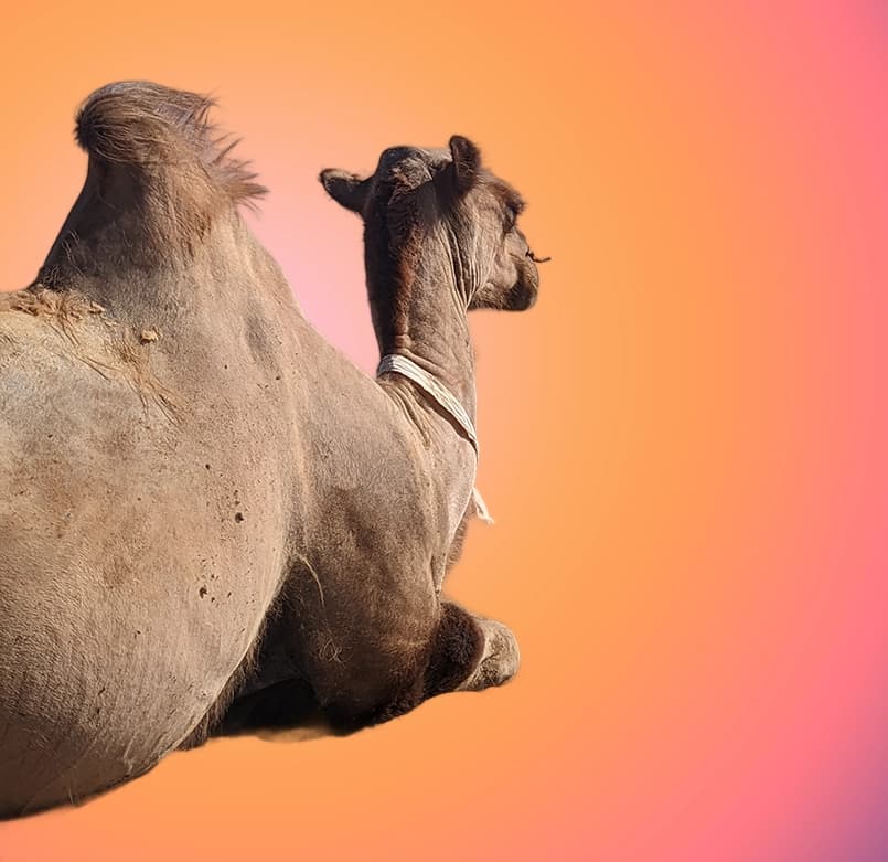 Camel background removed