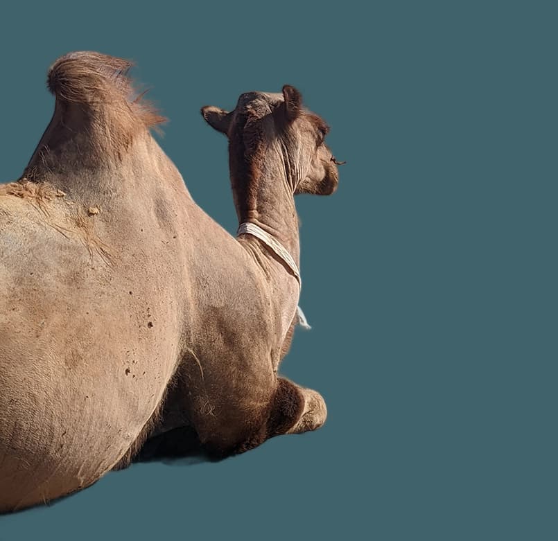 Camel background removed