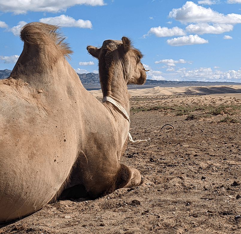 Camel shows the way